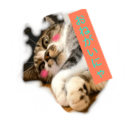 cat of tyrol