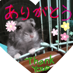 hamster living Maru and Sun
