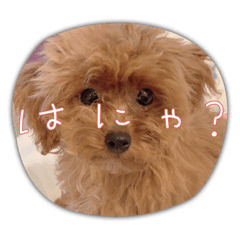 ぽぽちゃん久々