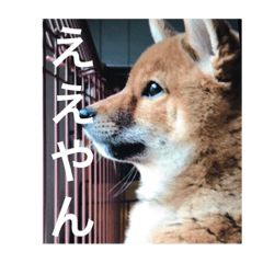 SHIBA KORO