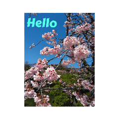 Hello flowers p