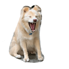 yk_20220330005248