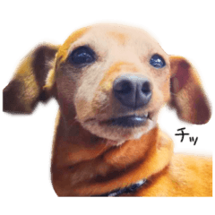 Sticker of a dog....2