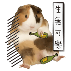 Guinea Pig Duai Duai 2