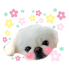 White Pekingese 1