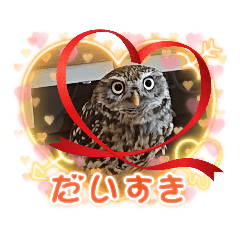 sweet little owl