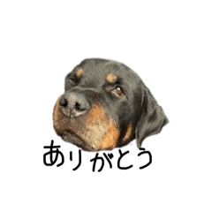 ai_20220329223133