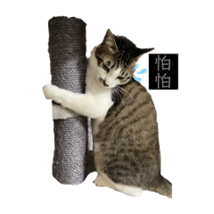 我是Cat
