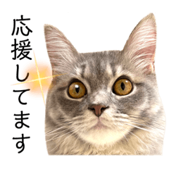 敬語の猫ちゃんスタンプ【ソイラテ】