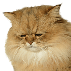 しょんぼり猫「ふーちゃん」 - LINE スタンプ | LINE STORE