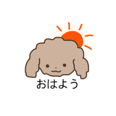 Toypoodle of serious look 2