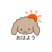 Toypoodle of serious look 2