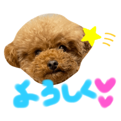 toypoodle_ema_20220330234109