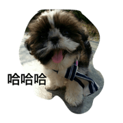 Xiaobao family