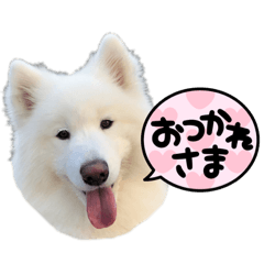 kaori_20220331080245