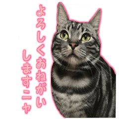cat's sticker(American Shorthair)