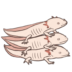 Bay-chan the axolotl