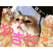 Chacha_cat