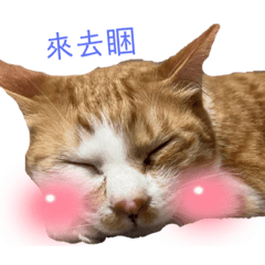 我有15ㄓ貓（2）