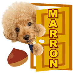 toypoodle marron