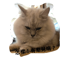 mico cat