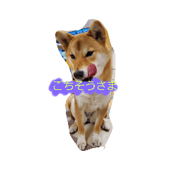 shiba inu sora 202203