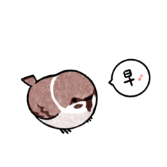 A little bird told me