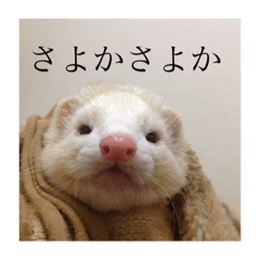 Funny words from Yama & Tani ferrets.