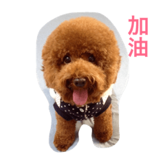A Cute Doggy