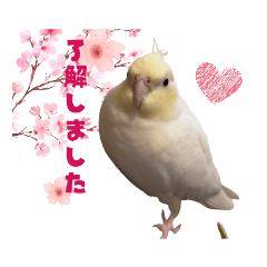 Cockatil fluffy