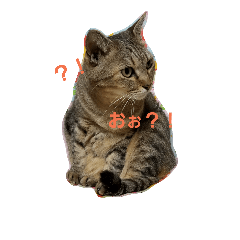 mi-kochan