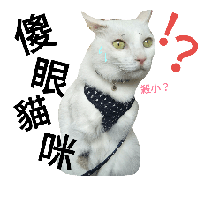 小寵物們