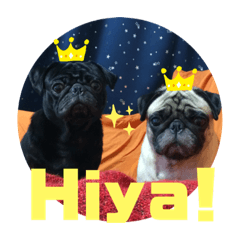 Pug@Chiba English ver.