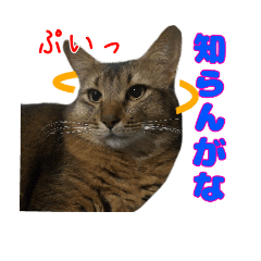 Yukizo's Cats