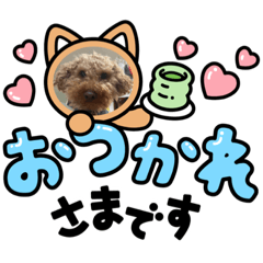 ふわわの日常