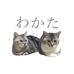 CAT SAKURA AND TARO STAMP