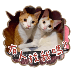 米寶和雪寶-日常篇