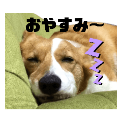 Ringo_20220331142655