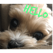 belle DOG English