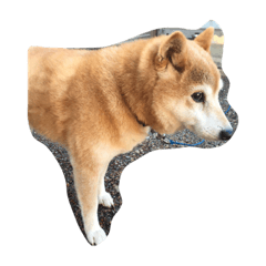 kahocappy