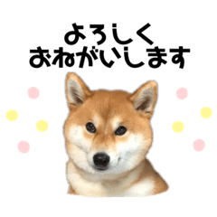 suzu_20220331231306