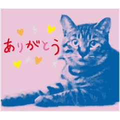 Cat greeting stamps!