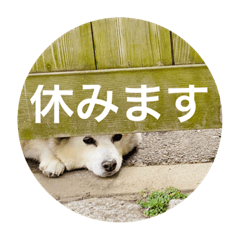 NaokoNancyI_White dog2