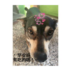 動物一起大集合