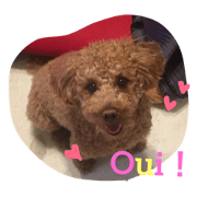 Rikitoypoodle