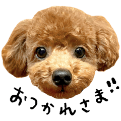 Toy poodle_Kotaro