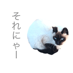 Neko.Tokage.Tubaki...SUTANNPU