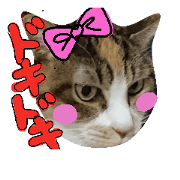 cat,name,an