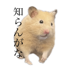 Kori/Kosa