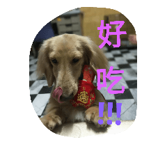 我的名字叫球球